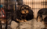 Sad puppies sitting in a filthy cage at a North Carolina puppy mill. 