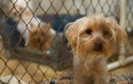 Small scared puppy in a puppy mill cage with other scared puppies in the background