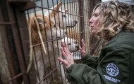 Kitty greets a dog in a cage at a meat farm