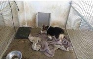 A dog living in a dirty enclosure at a puppy mill