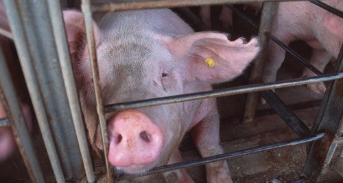 Pig in a gestation crate on a factory farm