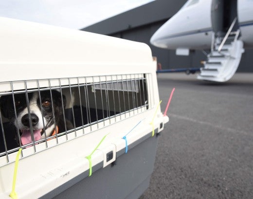 Dog in crate near airplane