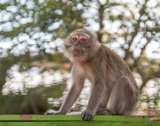 A monkey sits outside