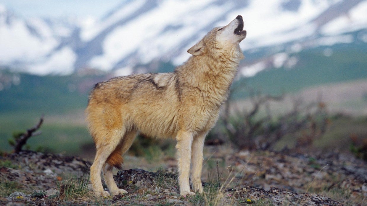 Волки в Кавказском заповеднике
