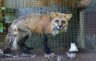 Going fur free can end suffering of animals like this red fox on a fox and mink farm.