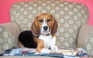 Portrait of Teddy, a beagle, sitting on a comfy armchair in his new home