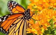 monarch butterfly on a milkweed flower