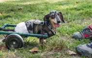 A small, speckled dog uses wheels to get around instead of his back legs.