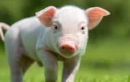 Happy piglet walking on grass on a farm