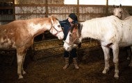 Horses being rescued from a neglect situation in Ohio