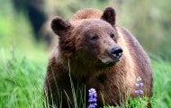 A male grizzly bear standing in a lush, green field with purple flowers in front of him.