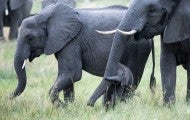 Young elephant walking with two adult elephants