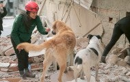 Humane Society International team with stray dogs