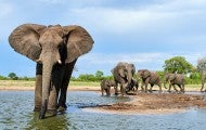 African elephant group drinking at a waterhole