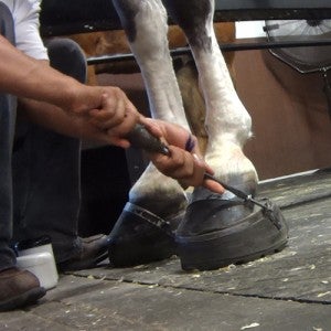 horse soring to produce the "Big Lick"