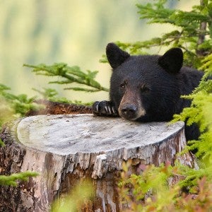 Black bear with head resting on a tree stump