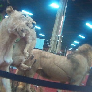 A stuffed lion family.