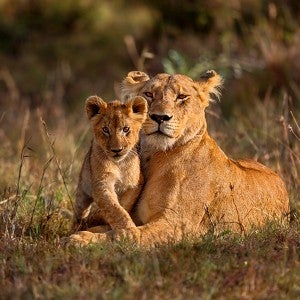 Portrait of a mother lion and her cub