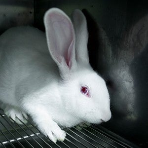 Scared rabbit in a dark and cold cage
