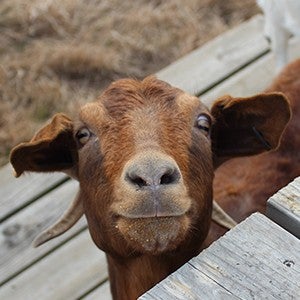 Tumeric, a brown goat who lives at Black Beauty Ranch, looks up at the camera playfully