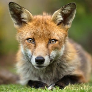 A red fox crouched on the ground looks into the camera with soulful eyes