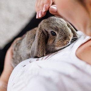 Person holding a grey rabbit