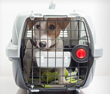 Dog in a carrier