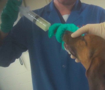 Dog in Indiana toxicology lab being force fed liquid