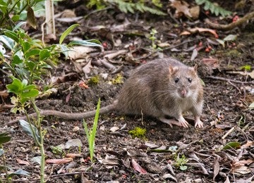 Wild brown rat outdoors