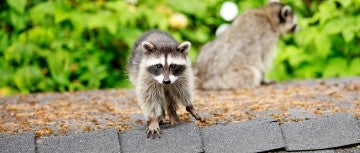 Before getting rid of raccoons in your home, check if they are coming in through the attic