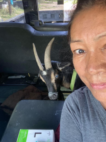 Woman driving with a goat in her car