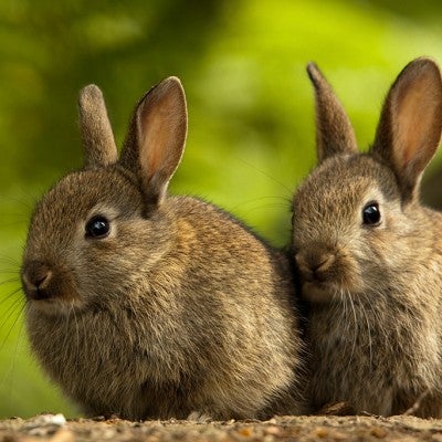 rabbits are also often called bunnies
