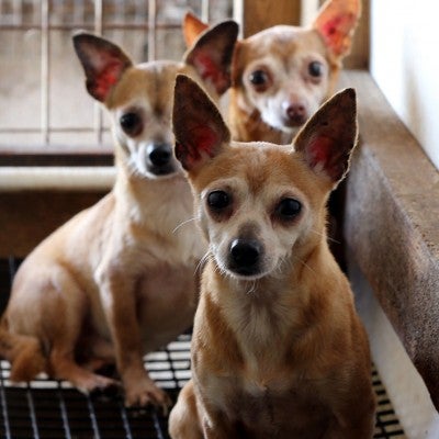 Three dogs huddled in a filthy cage at a puppy mill