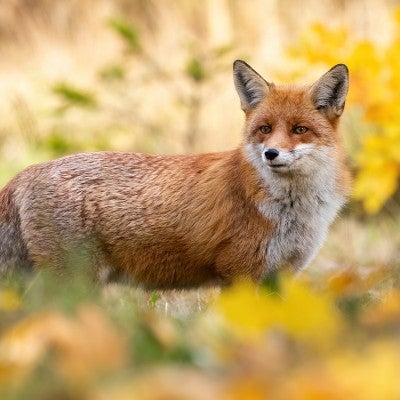 A red fox stands in a forest clearing among autumn leaves.