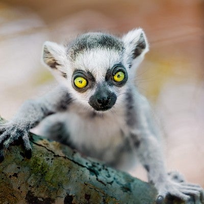 Close up photo of Sprout, a baby lemur living in Black Beauty Ranch.