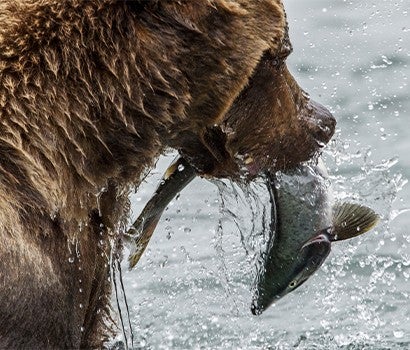 Close up of a grizzly bear standing in a river with a salmon in its mouth.
