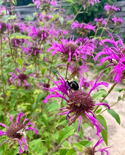 Bee resting on a bee balm flower