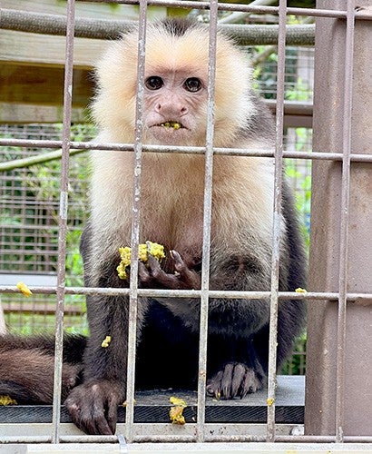 A capuchin having a snack.