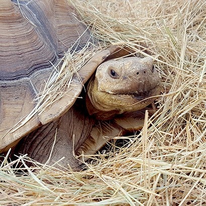 Wally Pauli the tortoise