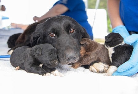 HSUS staff member with a dog and her puppies rescued from a large-scale alleged cruelty case at a puppy breeding operation in Hertford County, North Carolina.