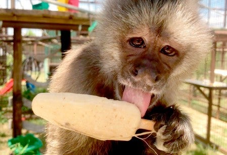 Phoebe the monkey enjoying a popsicle.