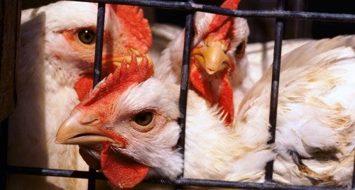 Chickens in a cage