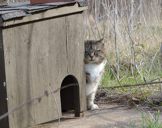 Feral cat sitting next to a cat house