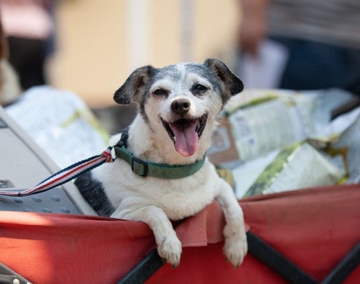 Happy dog in a wagon