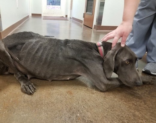 Emaciated mother dog pregnant with seven puppies rescued from an AKC breeder in Caldwell County, NC in 2019
