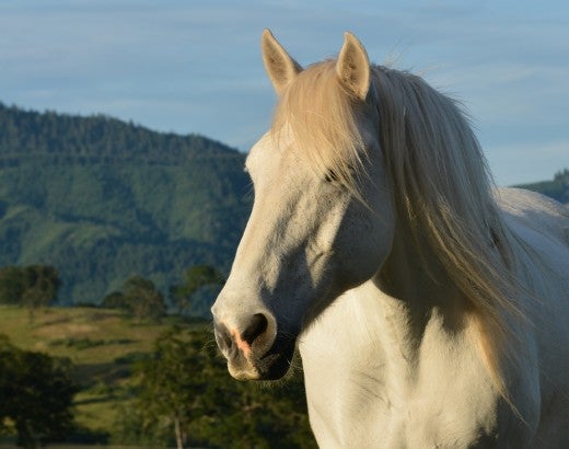 A white horse stands in a field at Duchess Sanctuary with rolling hills behind them