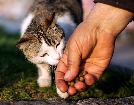 If you found a stray dog or cat, you might earn its trust with treats
