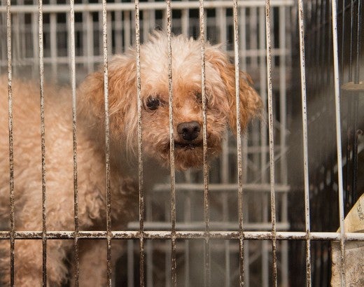 Dirty white dog looks at photographer through puppy mill cage