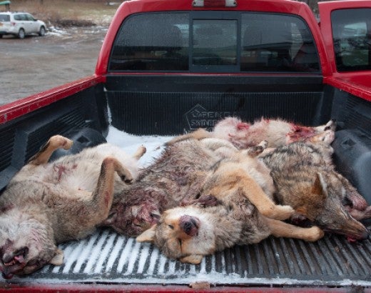 Coyote corpses lay in back of a truck after a wildlife killing contest