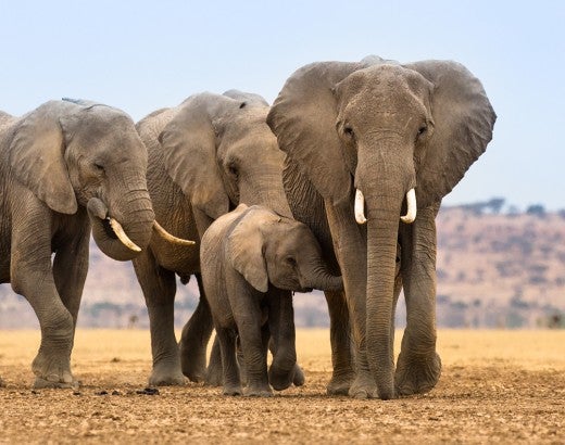 A family of elephants moves across a dry, open plain